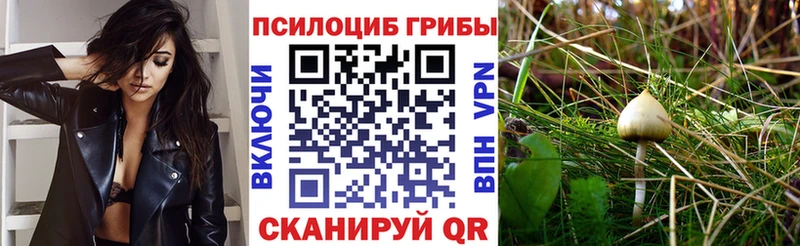 Псилоцибиновые грибы мицелий  где купить   Болгар 